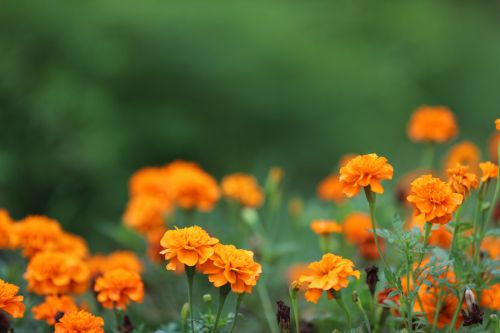 九游体育的颜值(图4) 九游体育的颜值(图4)